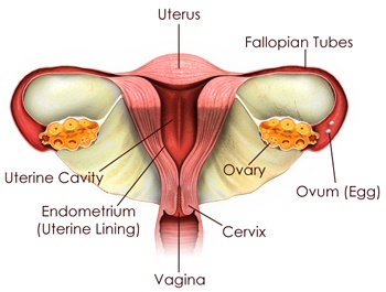Colopscopy Colposcopy