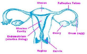 Pap test Pap Test